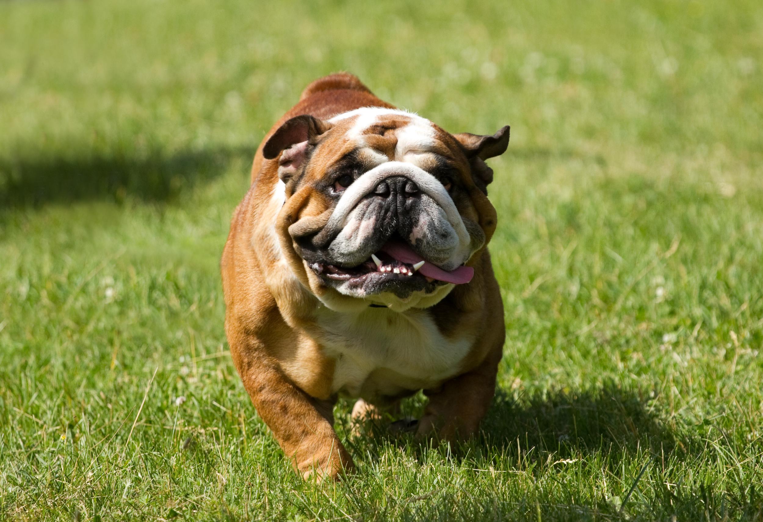 Bulldog Running in Grass