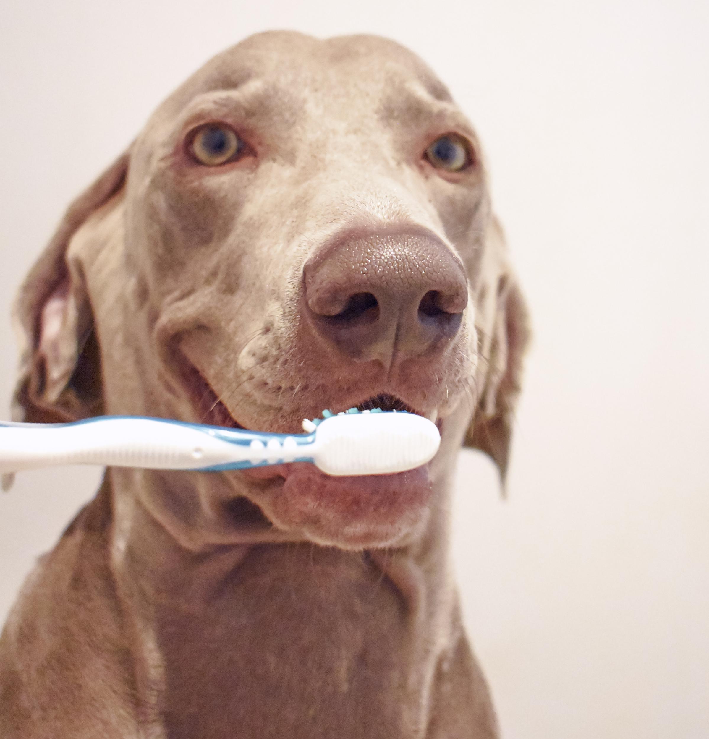 Weimaraner Dog with Toothbrush