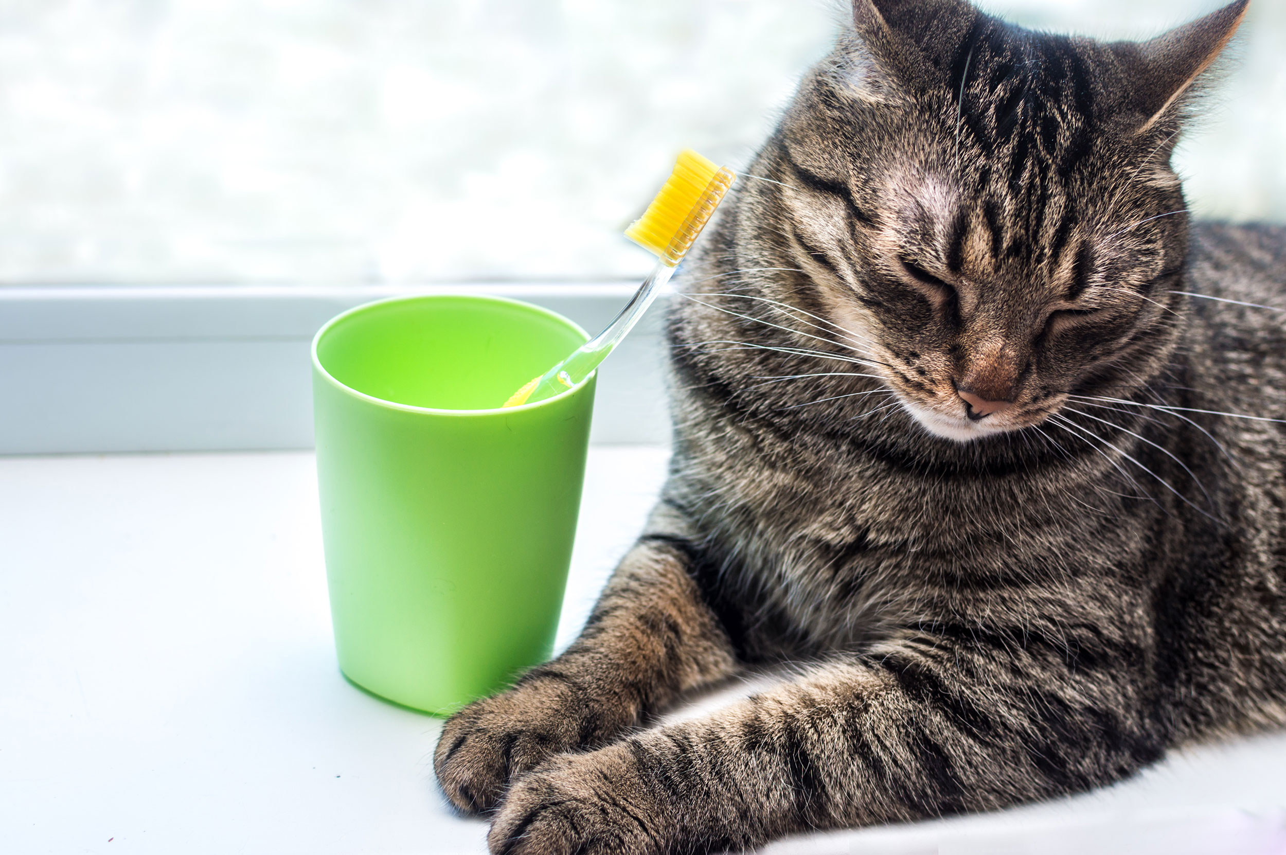 Cat Sitting Next to Green Cup with Toothbrush