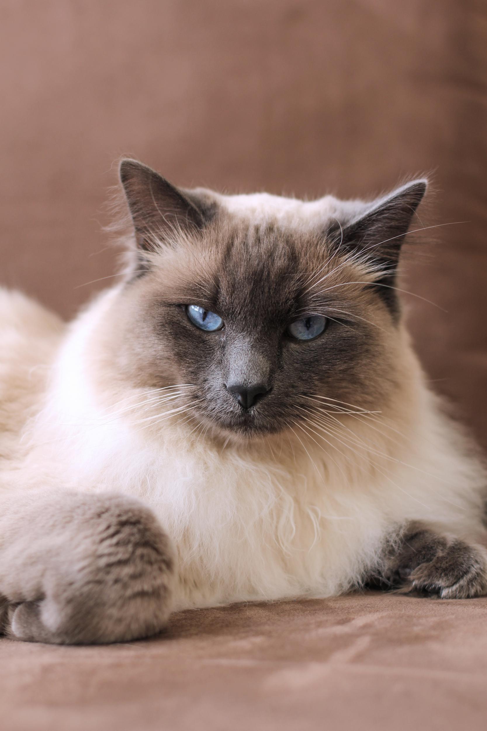 Fluffy Siamese Cat with Blue Eyes