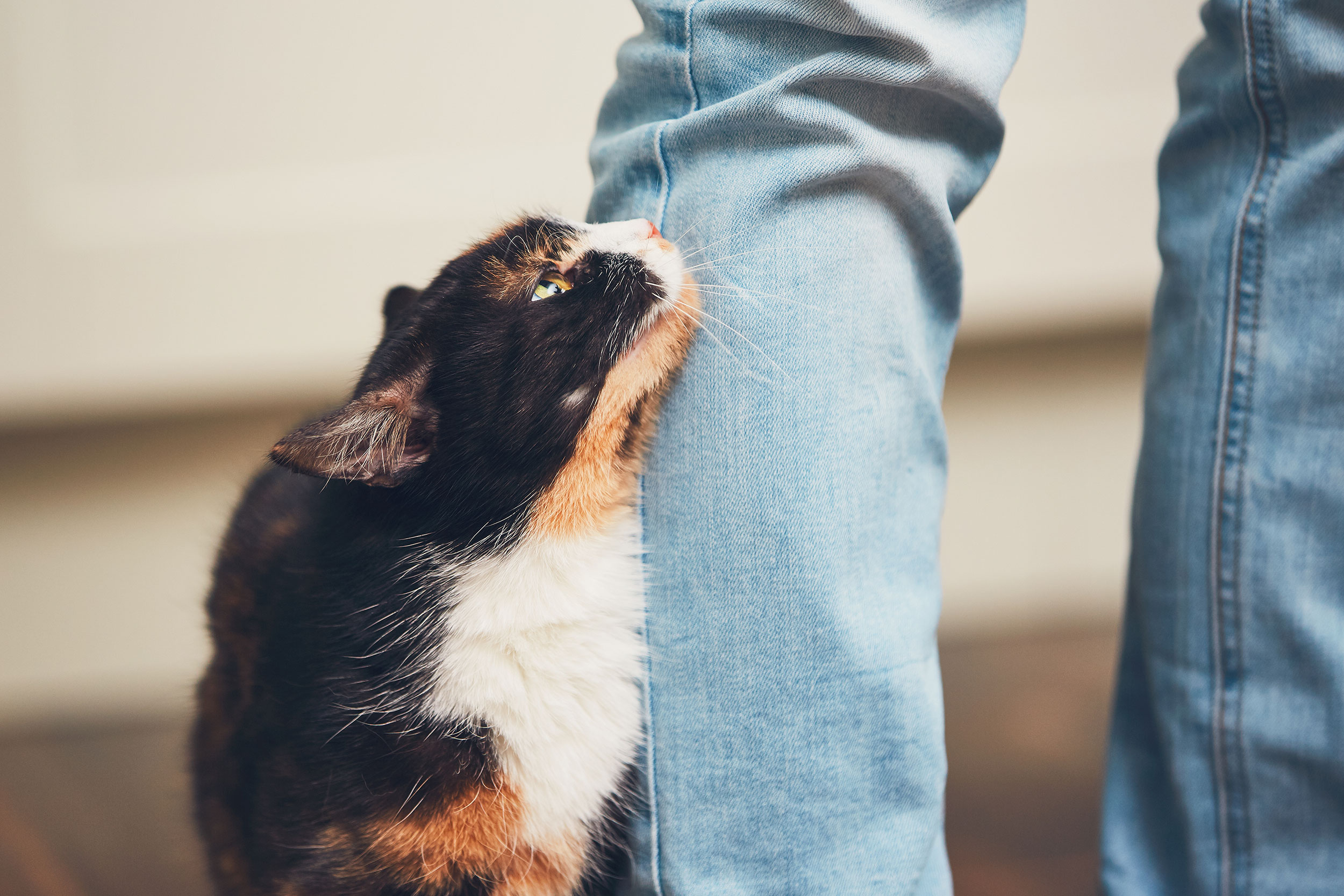 Calico Cat Rubbing on Persons Leg