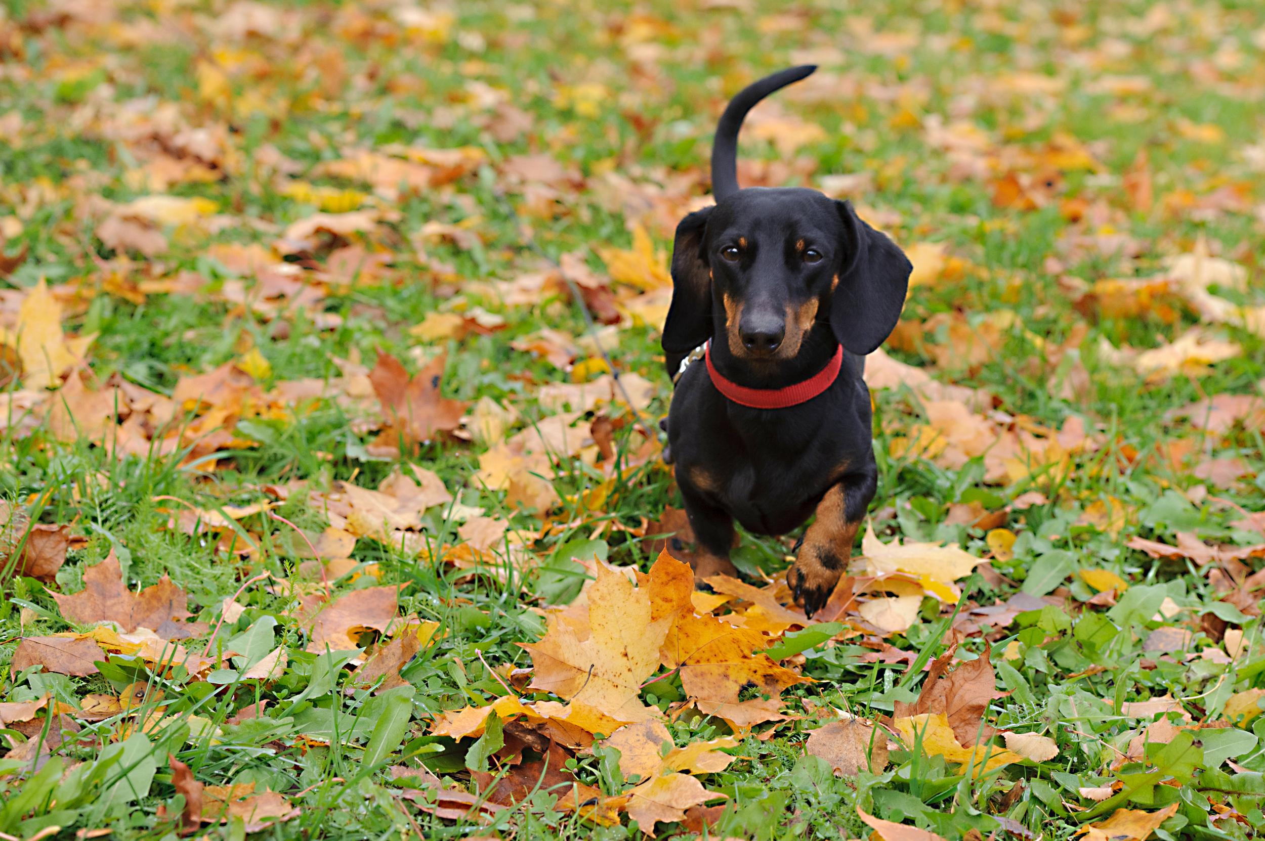 Black Dachshund in Grass Covered in Leaves