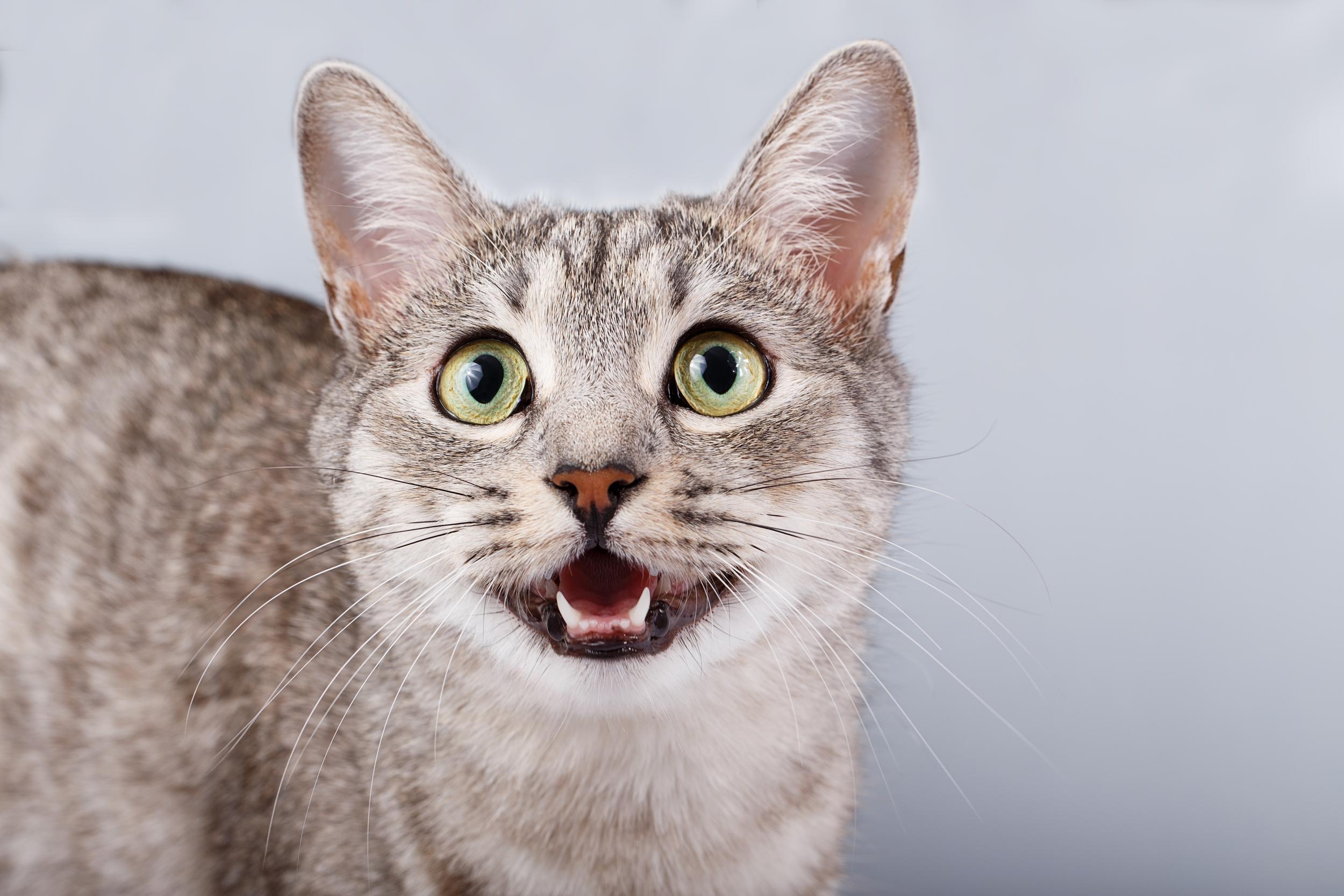 Grey Cat Meowing