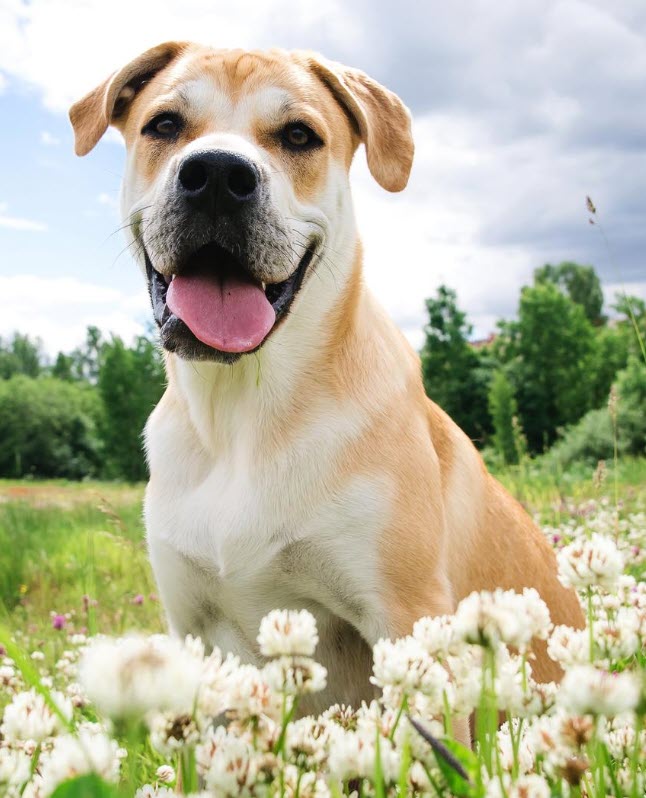 Dog in Clover field