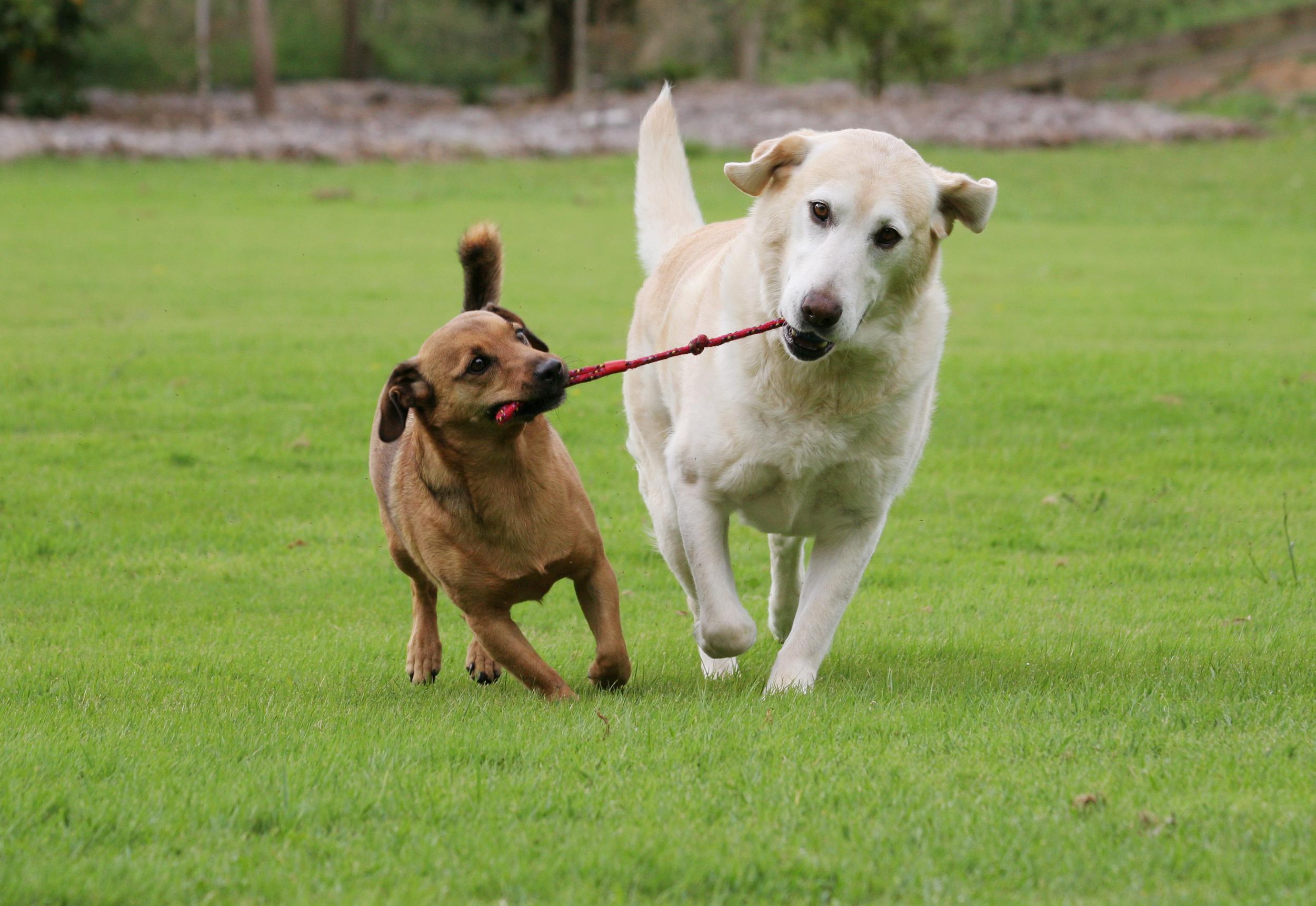 Two Dogs Playing Tug of War Outside