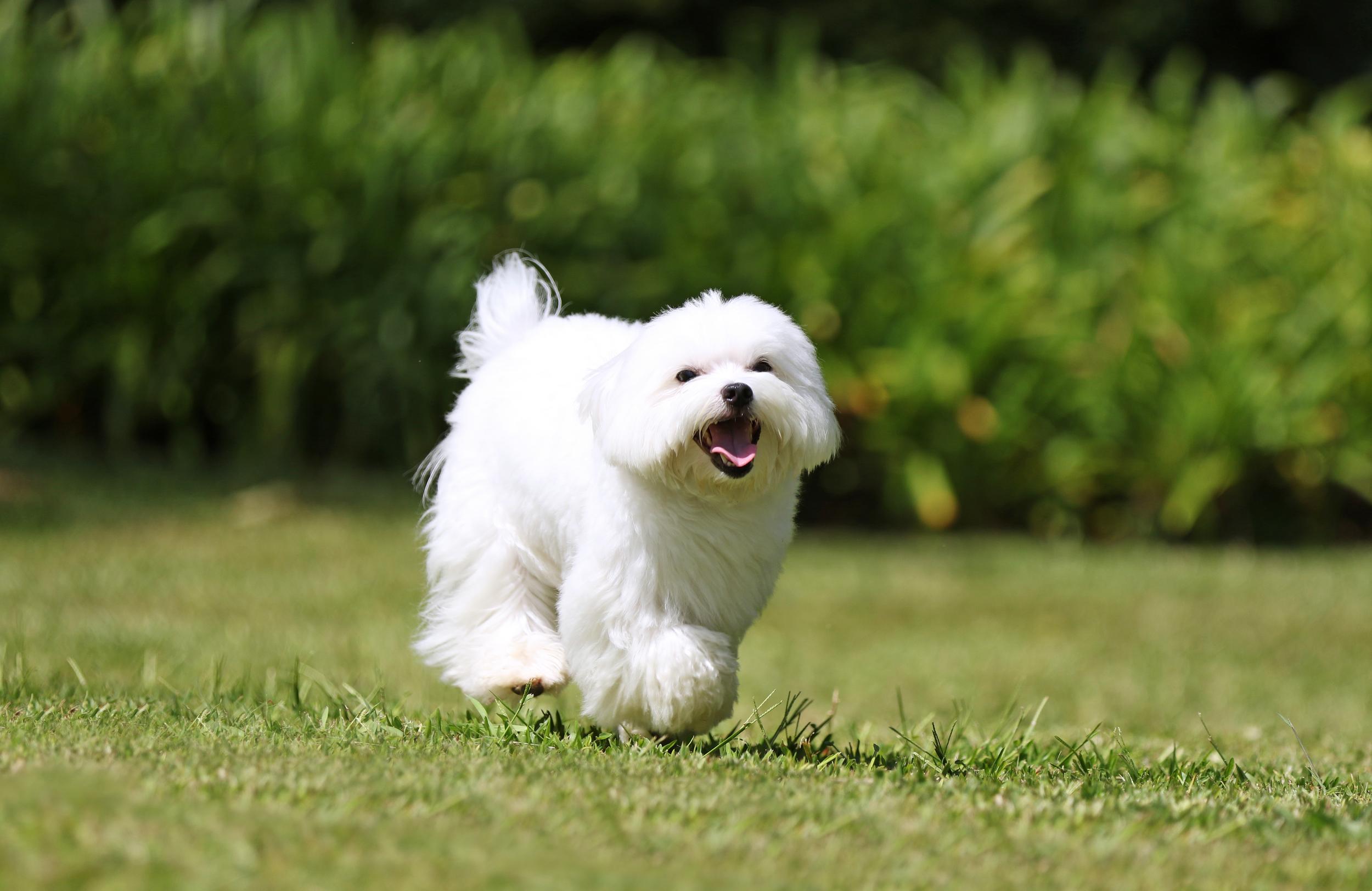 Happy White Dog Running in Grass