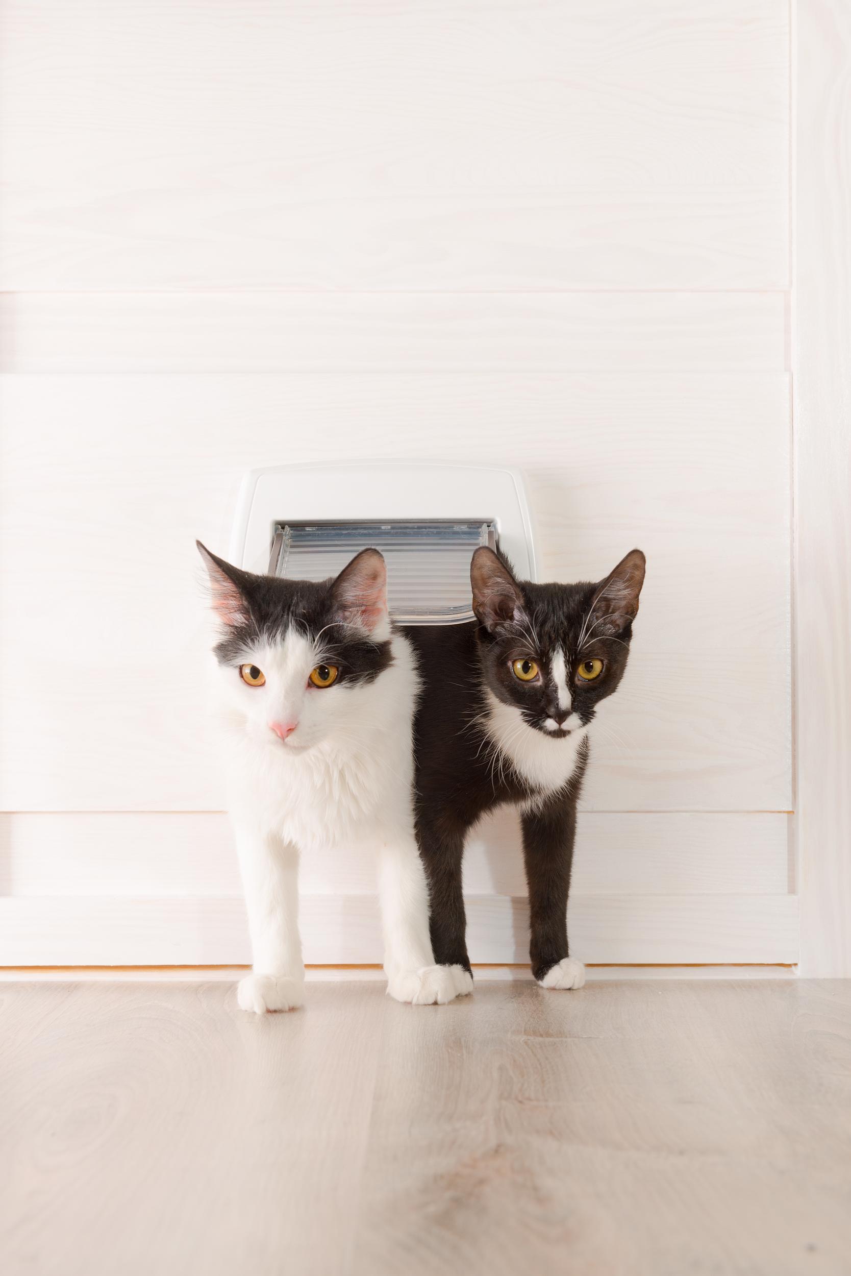 Two Black and White Kittens Coming Thru Pet Door