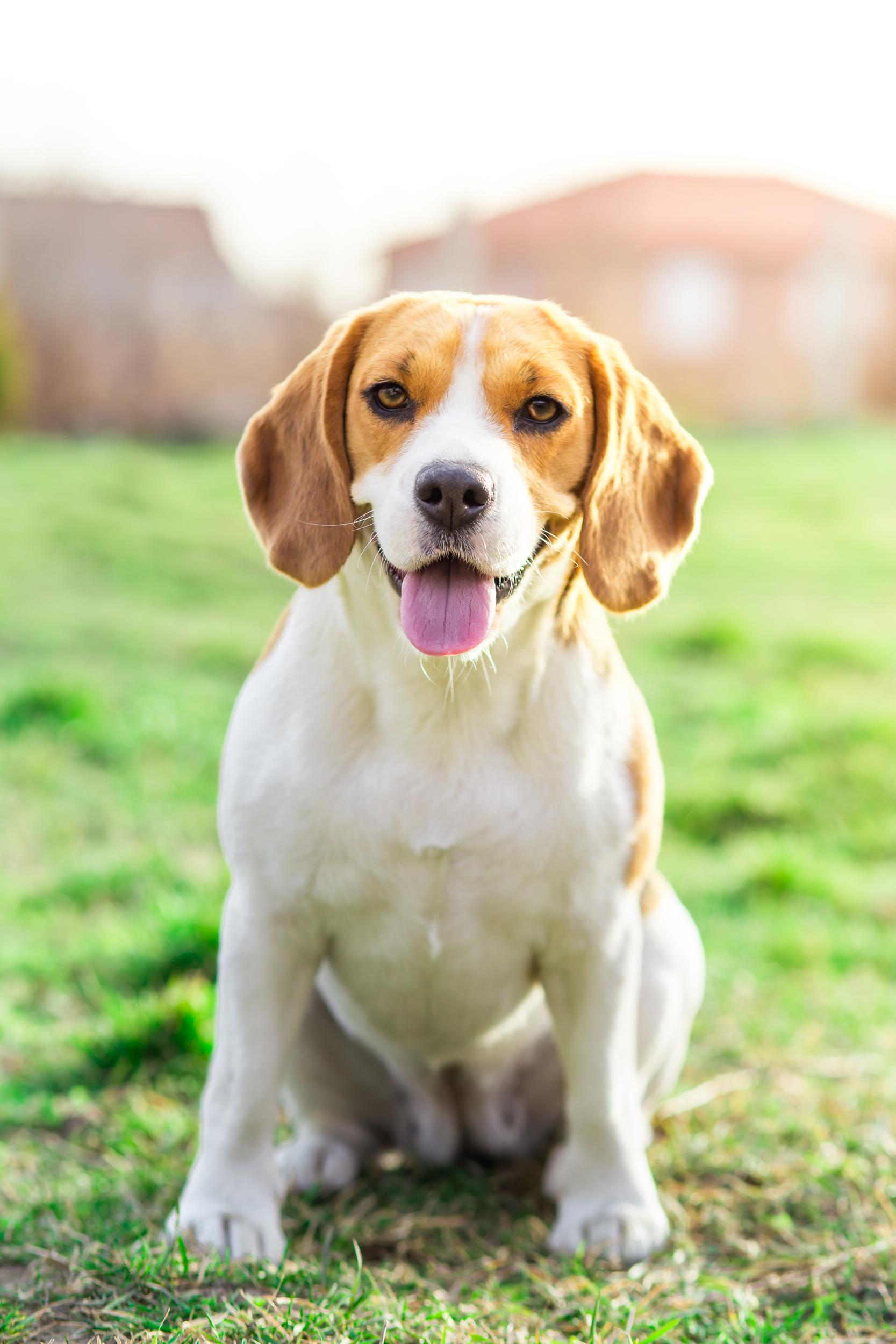 Beagle Puppy Sitting in Grass
