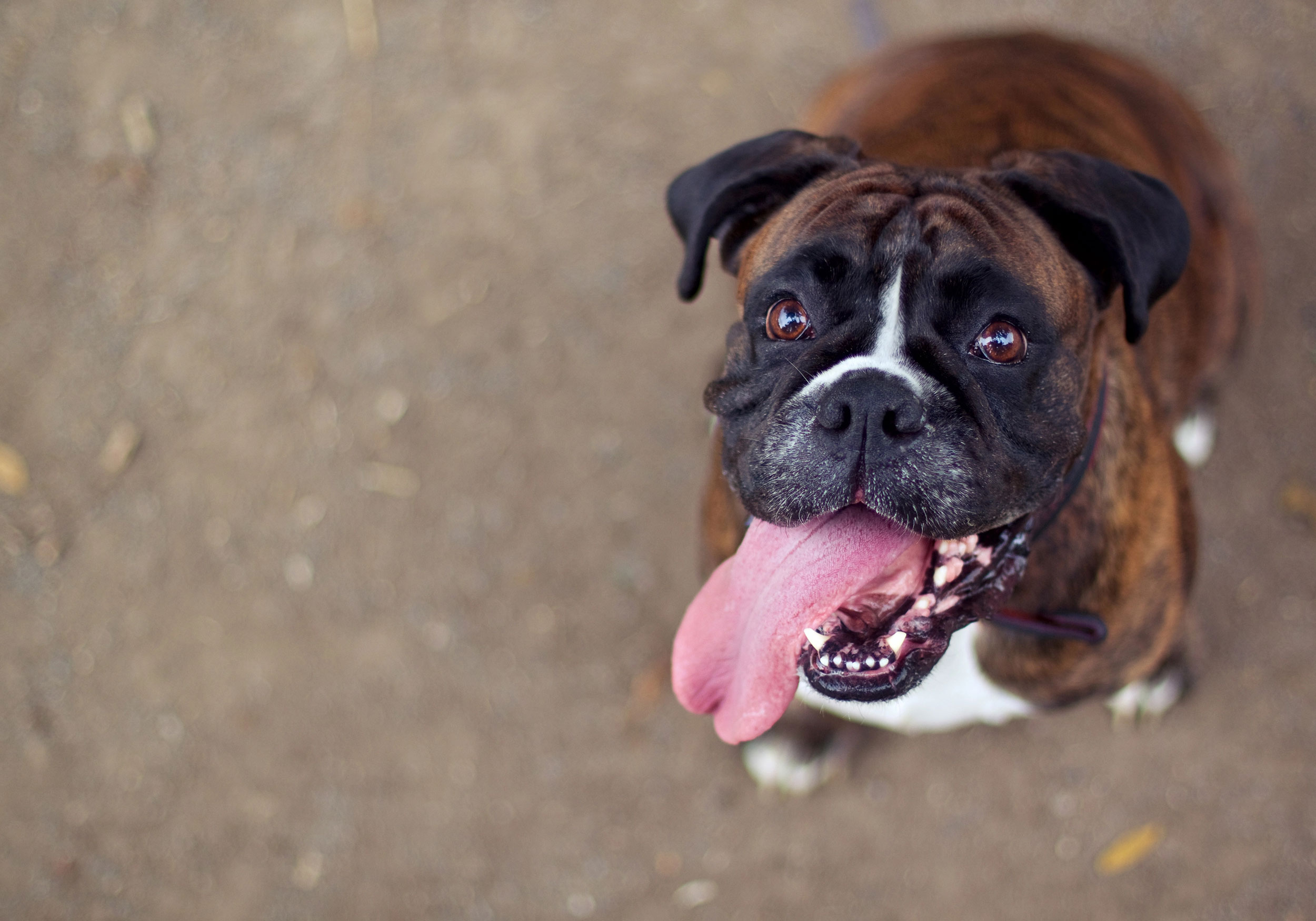 Boxer Dog Sitting with Tongue Out